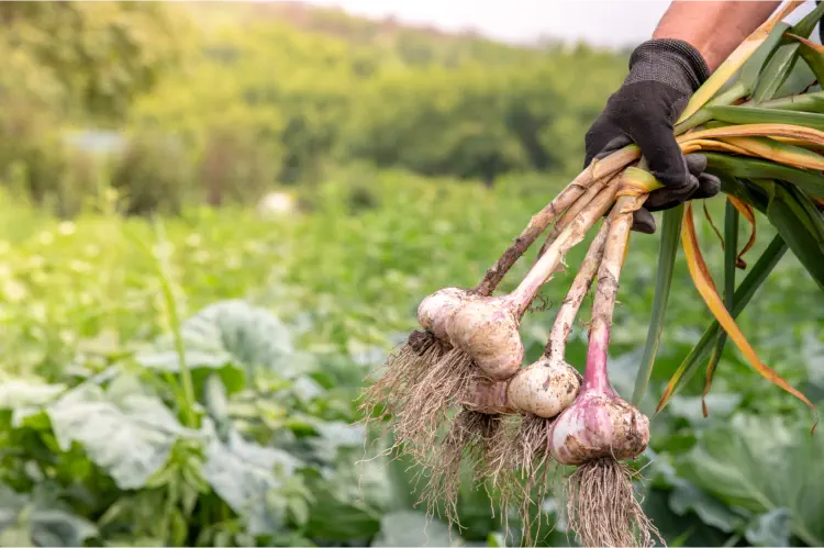 Garlic Growing - Debunking the Myths!